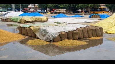 Rain soaked sacks of paddy lying in the open at Rohtak grain market on Thursday. (HT Photo) Rain soaked sacks of paddy lying in the open at Rohtak grain market on Thursday. (HT Photo)
