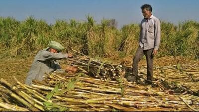 The chief minister said the decision is expected to increase the sugarcane price and will help farmers offset the additional financial burden arising from higher input costs. (HT File) The chief minister said the decision is expected to increase the sugarcane price and will help farmers offset the additional financial burden arising from higher input costs. (HT File)