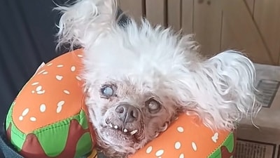 Lida Bida Boda Butt, the viral dog from TikTok, has died, the pet's owner confirmed. (X/@buffys) Lida Bida Boda Butt, the viral dog from TikTok, has died, the pet's owner confirmed. (X/@buffys)
