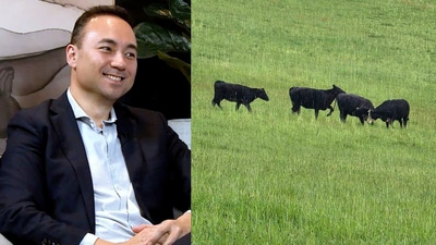 From courtroom to paddock: Matt Wong’s unplanned journey into regenerative farming. (@discernableofficial/Instagram) From courtroom to paddock: Matt Wong’s unplanned journey into regenerative farming. (@discernableofficial/Instagram)