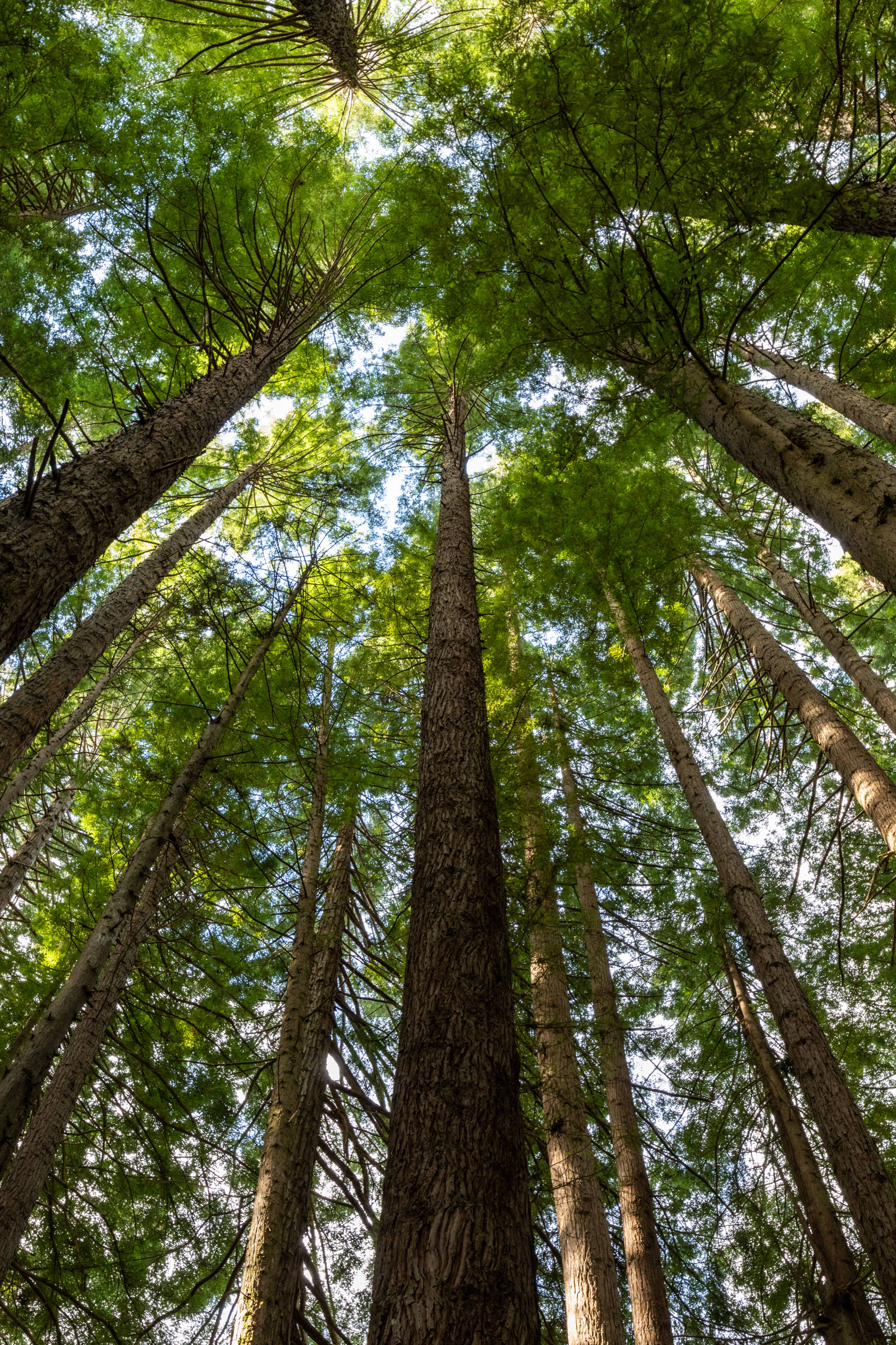 Julia Butterfly Hill’s tree-sit drew attention to threats facing ancient redwoods. (Wikimedia Commons) Julia Butterfly Hill’s tree-sit drew attention to threats facing ancient redwoods. (Wikimedia Commons)