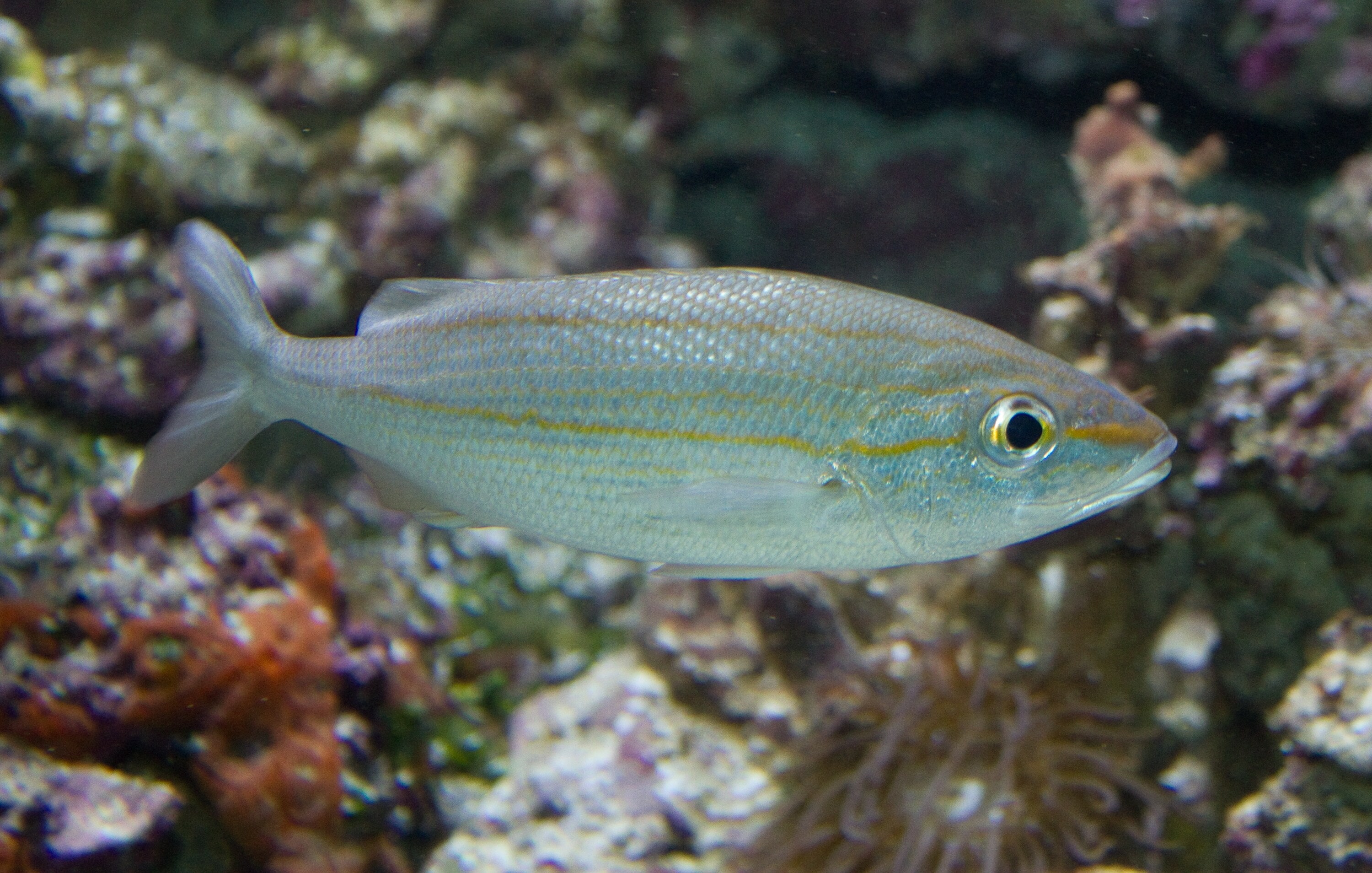 Divers later reported tomtates, high hats and occasional grouper among the planes, which joined Florida’s network of artificial reefs built for marine habitat and recreation. (Wikimedia Commons) Divers later reported tomtates, high hats and occasional grouper among the planes, which joined Florida’s network of artificial reefs built for marine habitat and recreation. (Wikimedia Commons)