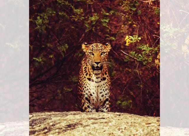At Jawai camp, Jaisal Singh and his wife, Anjali, have helped the leopard population thrive. At Jawai camp, Jaisal Singh and his wife, Anjali, have helped the leopard population thrive.