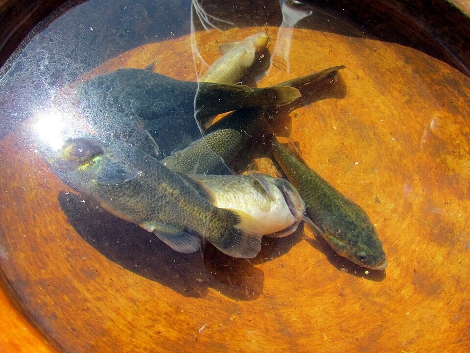 Native fish from Lake Titicaca: Orestias killifish and Trichomycterus catfish, the two native groups in the lake. (Wikimedia Commons) Native fish from Lake Titicaca: Orestias killifish and Trichomycterus catfish, the two native groups in the lake. (Wikimedia Commons)