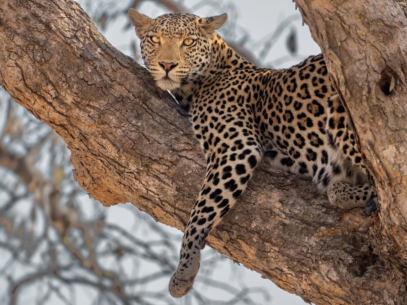Bouke Lolkema later trained as a guide and now leads hiking and wildlife photography tours. (@lolkemaadventures/Instagram) Bouke Lolkema later trained as a guide and now leads hiking and wildlife photography tours. (@lolkemaadventures/Instagram)