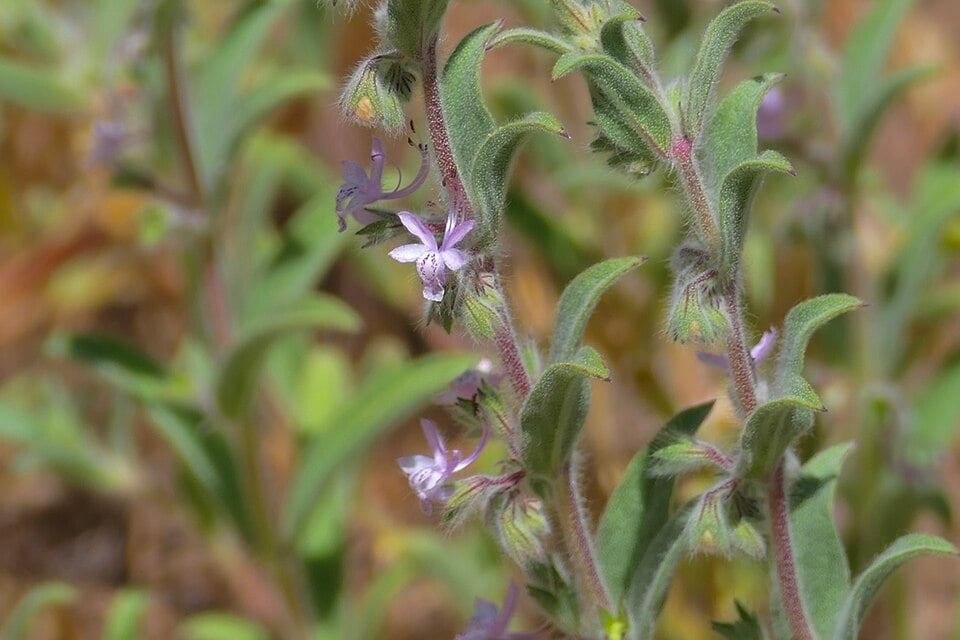Napa bluecurls (Trichostema ruygtii), a newly identified species, described from plants at Mead Ranch. (Wikimedia Commons) Napa bluecurls (Trichostema ruygtii), a newly identified species, described from plants at Mead Ranch. (Wikimedia Commons)