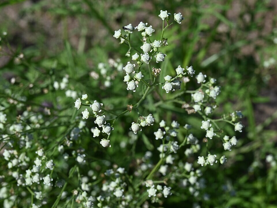 In some places, parthenium can cut grazing forage by up to 90%, according to the Ethiopian Biodiversity Institute. (Wikimedia Commons) In some places, parthenium can cut grazing forage by up to 90%, according to the Ethiopian Biodiversity Institute. (Wikimedia Commons)
