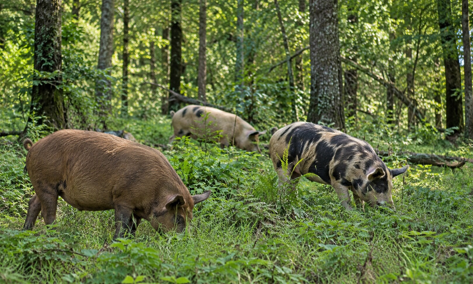 Red- Tailed- Farm's method of rational farming where pigs graze in forested areas. (AI-generated/ ChatGPT) Red- Tailed- Farm's method of rational farming where pigs graze in forested areas. (AI-generated/ ChatGPT)