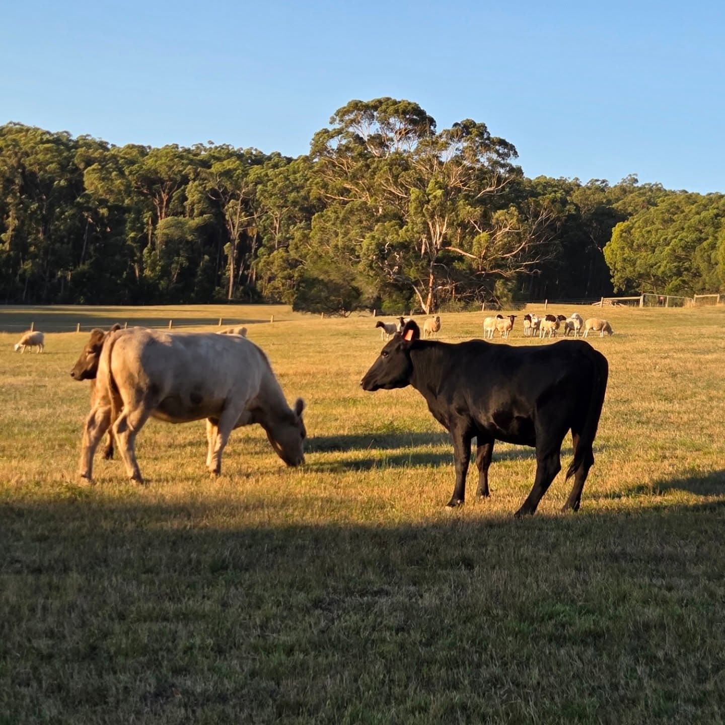 Wong’s cows, on his regenerative property outside Melbourne, where keeping water flowing is a daily job. (@discernableofficial/Instagram) Wong’s cows, on his regenerative property outside Melbourne, where keeping water flowing is a daily job. (@discernableofficial/Instagram)