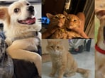 Four furry friends in Delhi-NCR are looking for forever homes. Adopt these adorable companions to give them the loving family they deserve! Inform us if you know of a pet who needs a home, write to htcity.pets@gmail.com.