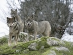 Gray wolves (Canis lupus) living in the Chernobyl Exclusion Zone.