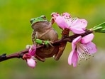 Chernobyl Hyla orientalis have turned dark skinned.