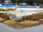 Rain soaked sacks of paddy lying in the open at Rohtak grain market on Thursday. (HT Photo)