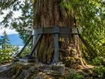 Threatened by development and considered hazardous, Tofino’s Eik Cedar became the focus of a 28-day tree-sit and community campaign. A council resolution set conditions for preservation, and engineers ultimately installed a bedrock-anchored metal support to keep the cedar standing.