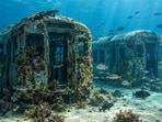 Two retired subway cars now rest on the seabed, where soft coral and game fish have begun to settle.