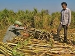 The chief minister said the decision is expected to increase the sugarcane price and will help farmers offset the additional financial burden arising from higher input costs. (HT File)