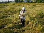 The weather office has advised farmers to keep harvested crops in safe places and avoid leaving them exposed to rain. (HT)