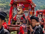 A dog dressed in traditional Miao attire in Guizhou, China.