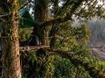A representative image of a forest protest camp built high among ancient trees, as activists sought to protect Pureora’s native forest from logging.