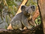Catch Koala live in Australia!