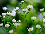In some places, parthenium can cut grazing forage by up to 90%, according to the Ethiopian Biodiversity Institute.