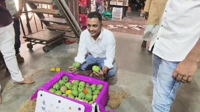 First batch of Alphonso arrives at Vashi APMC, but drought clouds ensuing season