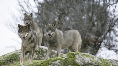 Gray wolves (Canis lupus) living in the Chernobyl Exclusion Zone. (Wikimedia Commons.)