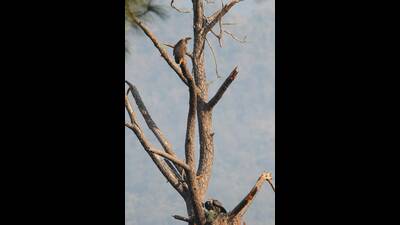 Experts say the findings highlight Kangra valley as a key stronghold for vultures in the western Himalayas. (HT Photo)