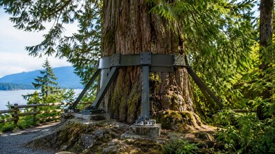 Threatened by development and considered hazardous, Tofino’s Eik Cedar became the focus of a 28-day tree-sit and community campaign. A council resolution set conditions for preservation, and engineers ultimately installed a bedrock-anchored metal support to keep the cedar standing.