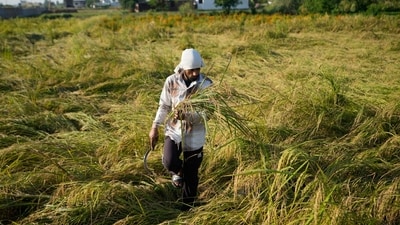 The weather office has advised farmers to keep harvested crops in safe places and avoid leaving them exposed to rain. (HT) The weather office has advised farmers to keep harvested crops in safe places and avoid leaving them exposed to rain. (HT)