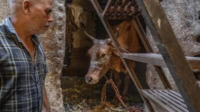 Vijay and his younger brother found that one cow’s mouth was on fire. Vijay’s brother immediately extinguished the flames but the animal suffered burns. (Satish Bate/Hindustan Times)