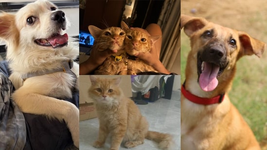 Four furry friends in Delhi-NCR are looking for forever homes. Adopt these adorable companions to give them the loving family they deserve! Inform us if you know of a pet who needs a home, write to htcity.pets@gmail.com.