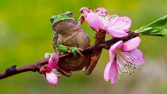 Chernobyl Hyla orientalis have turned dark skinned.(Wikimedia Commons)