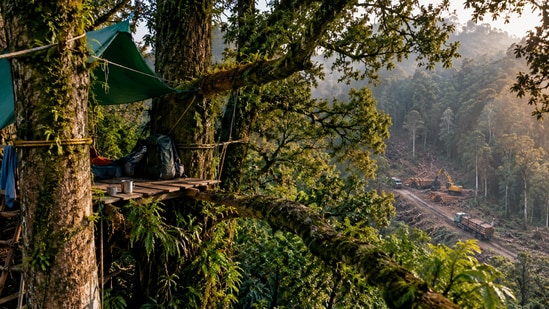 A representative image of a forest protest camp built high among ancient trees, as activists sought to protect Pureora’s native forest from logging. (AI-generated/ ChatGPT)