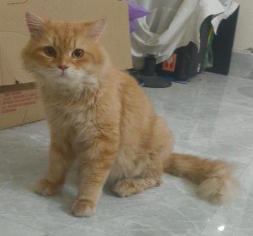Ginger is a one-and-a-half-year-old male Persian cat.