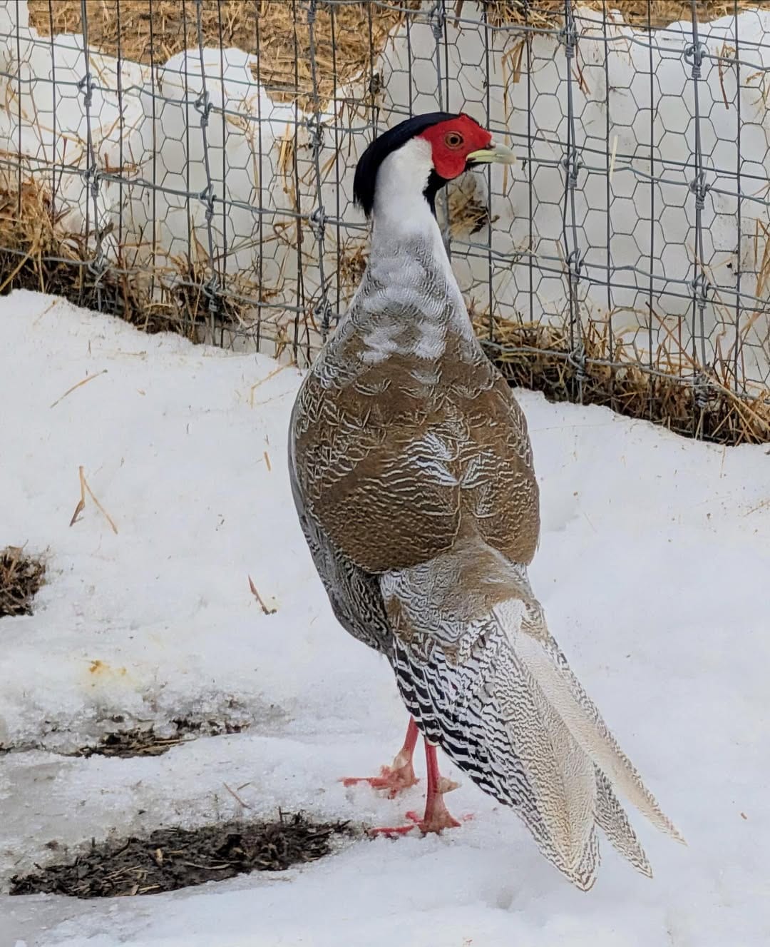 The young male silver pheasant, that joined Stewart’s farm in February 2026. (@marthastewartblog/Instagram) The young male silver pheasant, that joined Stewart’s farm in February 2026. (@marthastewartblog/Instagram)