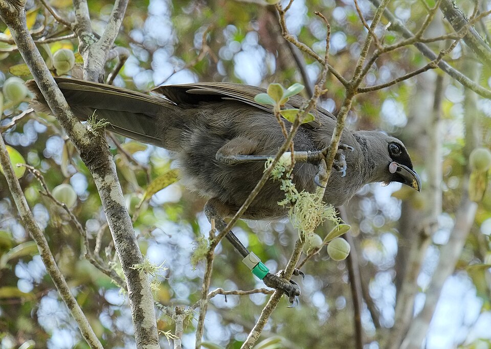 Juvenile North Island Kōkako (Wikimedia Commmons ) Juvenile North Island Kōkako (Wikimedia Commmons )