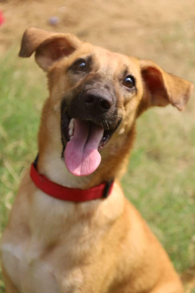 Shiro is an adorable eight-month-old female Indie pup.