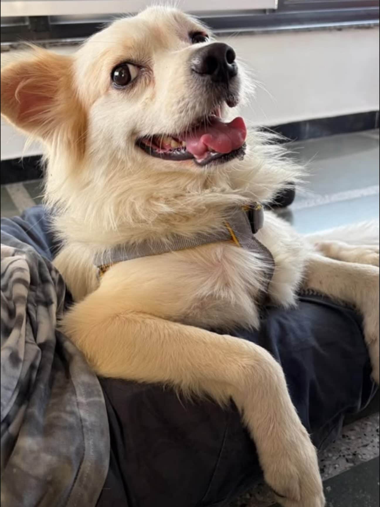 Timmy is a handsome, one-year-old male Pomeranian.