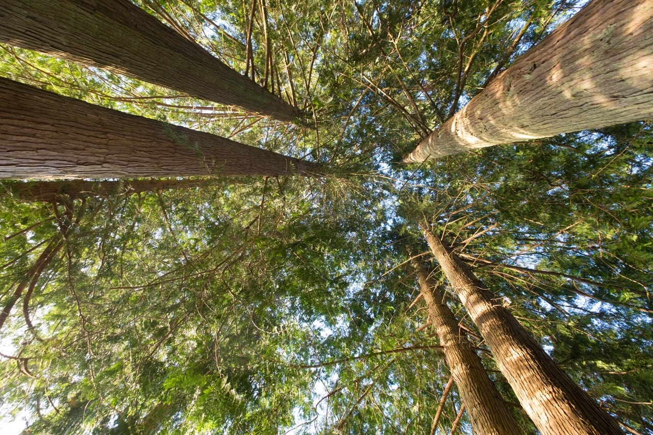 A 28-day tree-sit drew attention to plans to remove Tofino’s Eik Cedar. In response, council set conditions for a developer-funded engineering proposal, and engineers later installed a metal support anchored into bedrock to keep the cedar standing. (Wikimedia Commons) A 28-day tree-sit drew attention to plans to remove Tofino’s Eik Cedar. In response, council set conditions for a developer-funded engineering proposal, and engineers later installed a metal support anchored into bedrock to keep the cedar standing. (Wikimedia Commons)