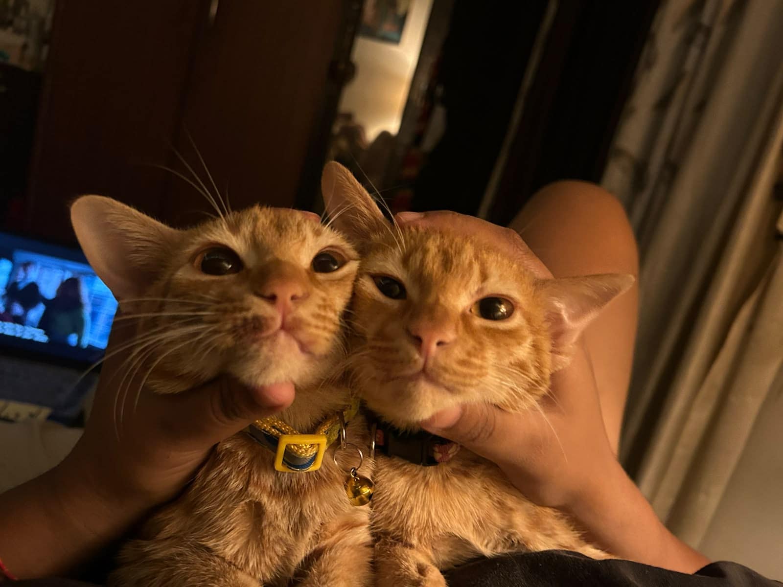 Tiny (left) and Big (right) are two adorable five-month-old ginger female kittens.