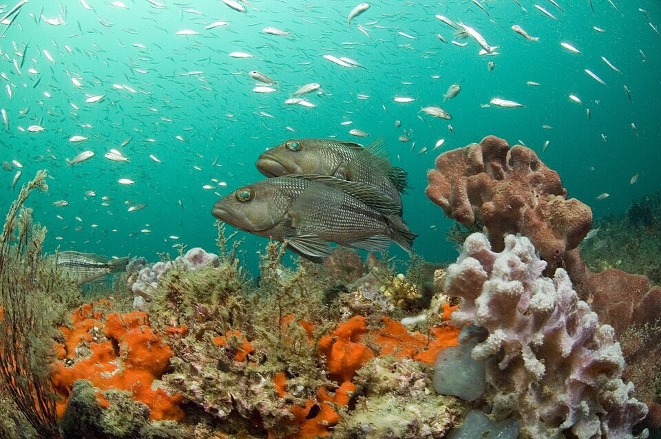 Black sea bass are a popular catch on Georgia’s offshore reefs, where sunken structures give them shelter. (Wikimedia Commons) Black sea bass are a popular catch on Georgia’s offshore reefs, where sunken structures give them shelter. (Wikimedia Commons)