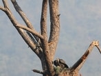 Experts say the findings highlight Kangra valley as a key stronghold for vultures in the western Himalayas. (HT Photo)