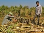 Farmers demand a minimum increase of  <span class='webrupee'>₹</span>600 per quintal. (HT File)