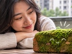 China's unusual trend of raising moss-covered bricks.