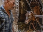 Vijay and his younger brother found that one cow’s mouth was on fire. Vijay’s brother immediately extinguished the flames but the animal suffered burns. (Satish Bate/Hindustan Times)