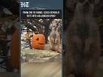 Halloween Pumpkin Fever Takes Over Czech Republic | Prague Zoo & Farms