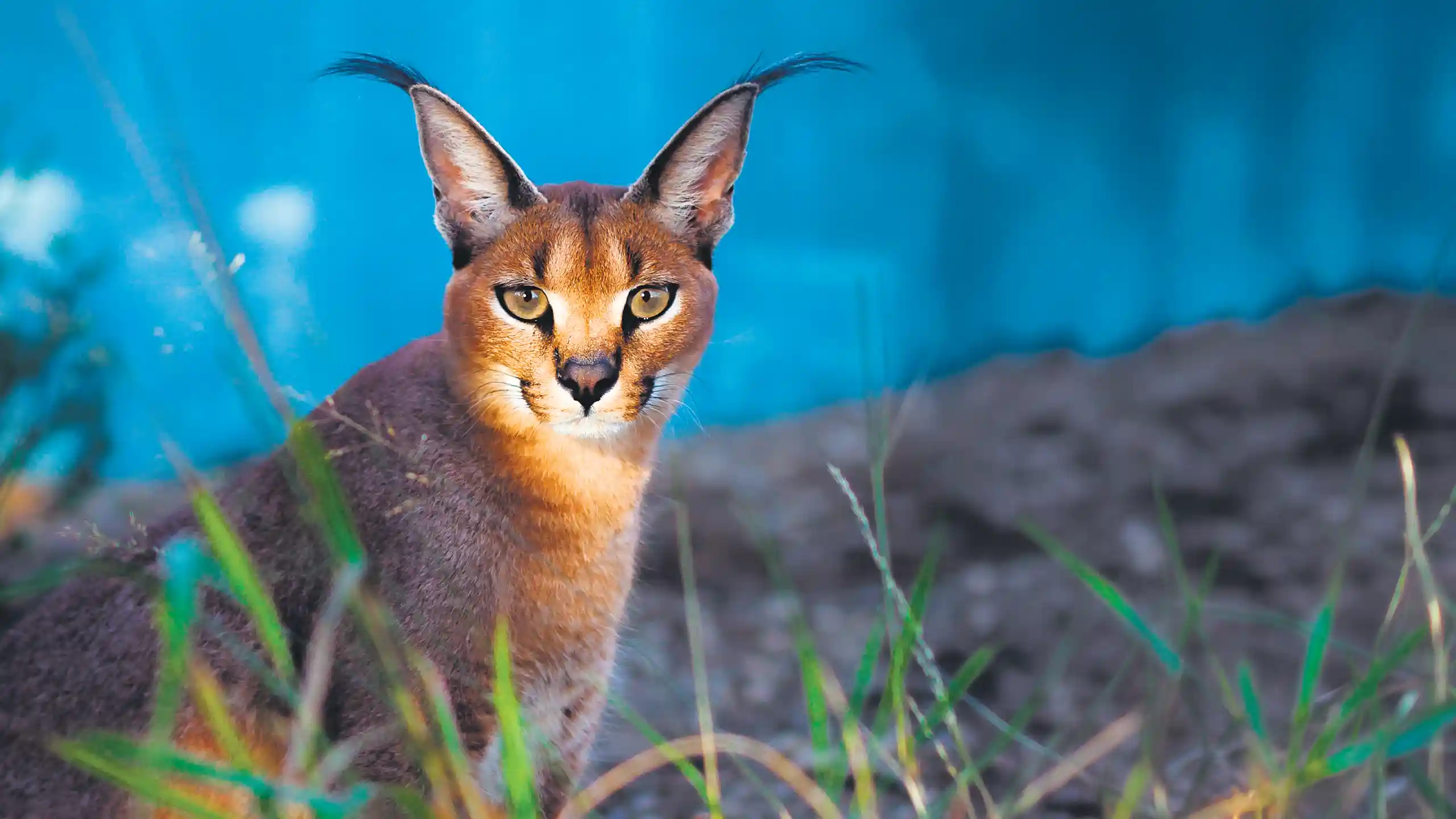 A caracal with its distinctive black ear tufts, standing in dry grassland